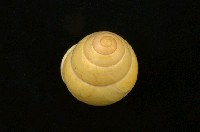 藏品(扁蝸牛)的圖片